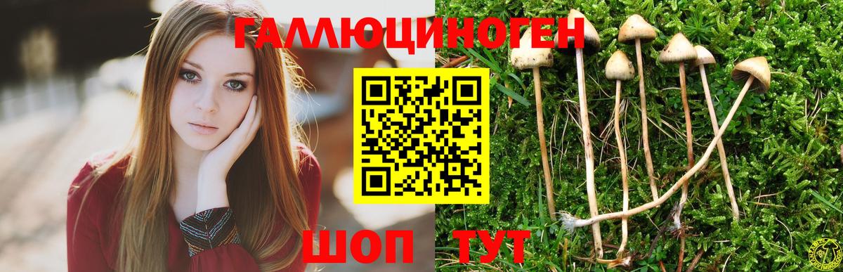Галлюциногенные грибы мицелий  Вход с VPN  Краснодар  даркнет сайт  Псилоцибиновые грибы Psilocybine cubensis 